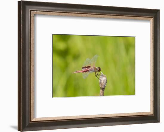 Red Saddlebags (Tramea onusta) male, Marion County, Illinois-Richard & Susan Day-Framed Photographic Print