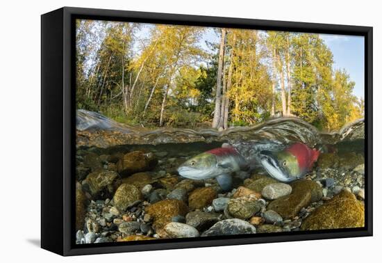 Red Salmon digging riverbed to lay eggs, Canada-Franco Banfi-Framed Premier Image Canvas