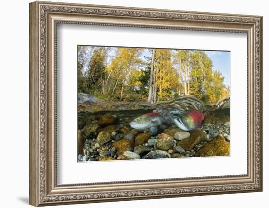 Red Salmon digging riverbed to lay eggs, Canada-Franco Banfi-Framed Photographic Print