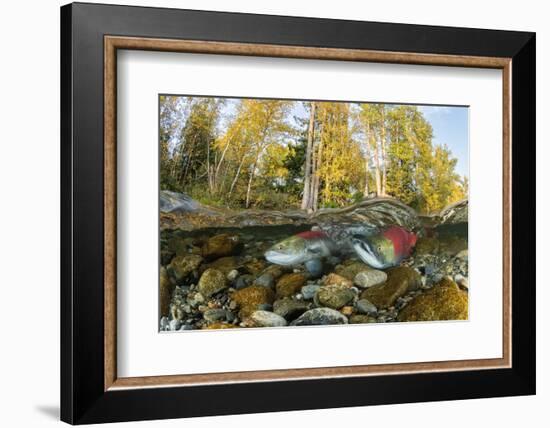 Red Salmon digging riverbed to lay eggs, Canada-Franco Banfi-Framed Photographic Print
