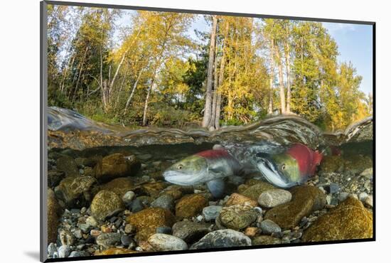 Red Salmon digging riverbed to lay eggs, Canada-Franco Banfi-Mounted Photographic Print