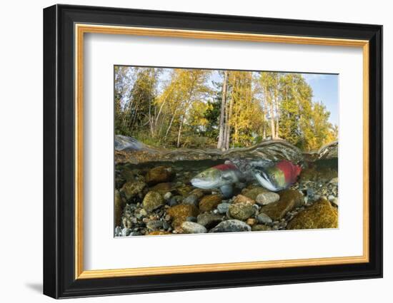 Red Salmon digging riverbed to lay eggs, Canada-Franco Banfi-Framed Photographic Print