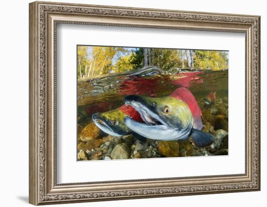 Red salmon swimming upstream, Canada-Franco Banfi-Framed Photographic Print