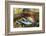 Red salmon swimming upstream, Canada-Franco Banfi-Framed Photographic Print