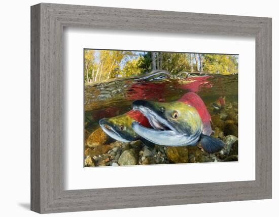 Red salmon swimming upstream, Canada-Franco Banfi-Framed Photographic Print