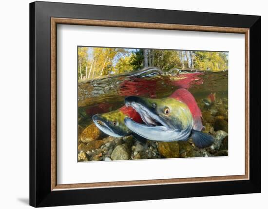 Red salmon swimming upstream, Canada-Franco Banfi-Framed Photographic Print