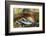 Red salmon swimming upstream, Canada-Franco Banfi-Framed Photographic Print