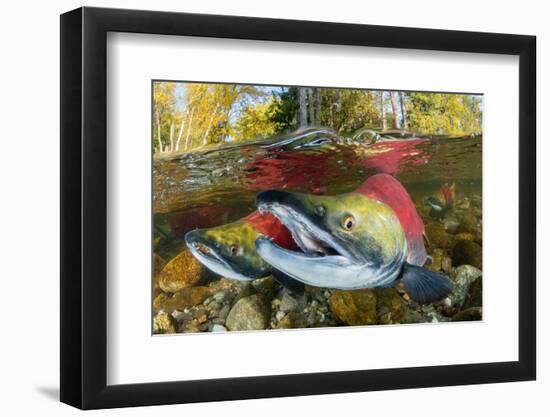 Red salmon swimming upstream, Canada-Franco Banfi-Framed Photographic Print