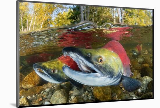 Red salmon swimming upstream, Canada-Franco Banfi-Mounted Photographic Print