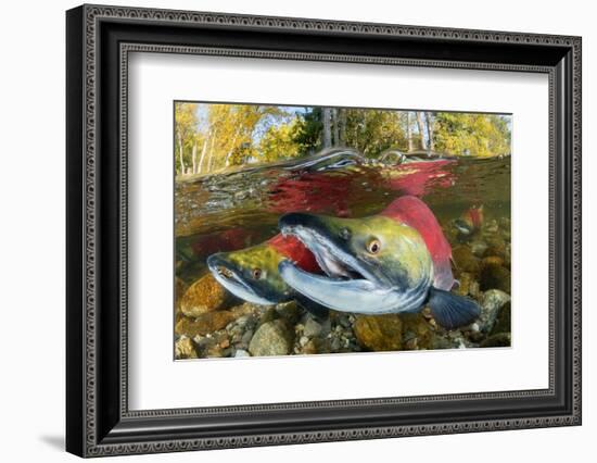 Red salmon swimming upstream, Canada-Franco Banfi-Framed Photographic Print