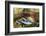 Red salmon swimming upstream, Canada-Franco Banfi-Framed Photographic Print