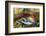 Red salmon swimming upstream, Canada-Franco Banfi-Framed Photographic Print