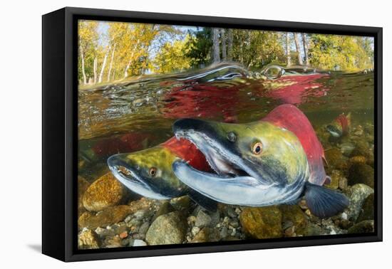 Red salmon swimming upstream, Canada-Franco Banfi-Framed Premier Image Canvas