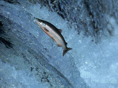 Red Salmon Swimming Upstream Katmai Ak Photographic Print Kyle Krause Art Com