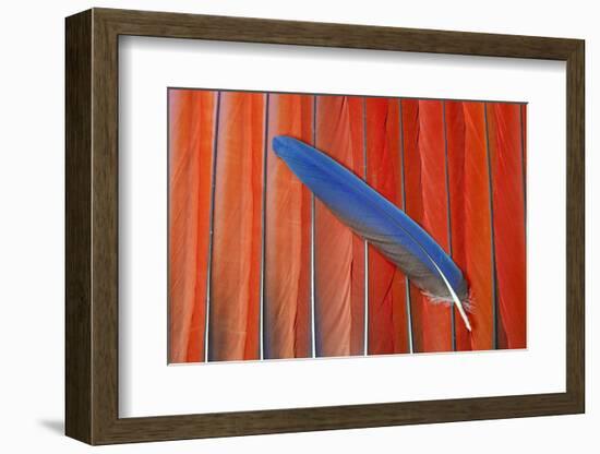 Red Scarlet Macaw Tail Feathers Overlaid with Blue Tail Feather-Darrell Gulin-Framed Photographic Print