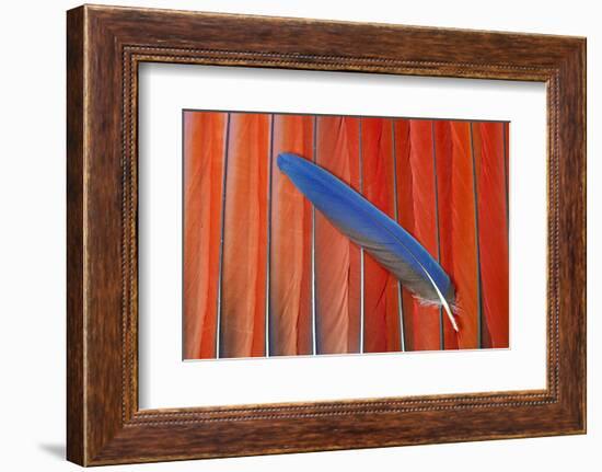 Red Scarlet Macaw Tail Feathers Overlaid with Blue Tail Feather-Darrell Gulin-Framed Photographic Print