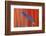 Red Scarlet Macaw Tail Feathers Overlaid with Blue Tail Feather-Darrell Gulin-Framed Photographic Print