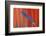 Red Scarlet Macaw Tail Feathers Overlaid with Blue Tail Feather-Darrell Gulin-Framed Photographic Print