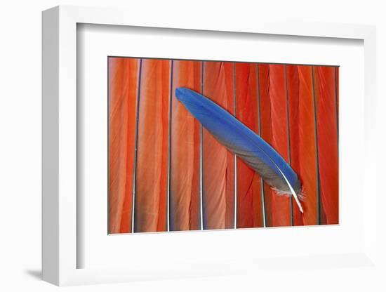 Red Scarlet Macaw Tail Feathers Overlaid with Blue Tail Feather-Darrell Gulin-Framed Photographic Print