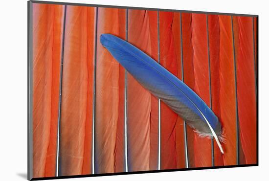 Red Scarlet Macaw Tail Feathers Overlaid with Blue Tail Feather-Darrell Gulin-Mounted Photographic Print