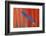 Red Scarlet Macaw Tail Feathers Overlaid with Blue Tail Feather-Darrell Gulin-Framed Photographic Print