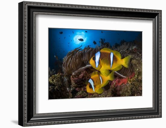 Red Sea anemonefish in Sea anemone, on a coral reef. Big Brother island, Red Sea-Jordi Chias-Framed Photographic Print