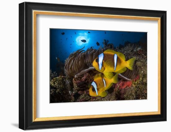 Red Sea anemonefish in Sea anemone, on a coral reef. Big Brother island, Red Sea-Jordi Chias-Framed Photographic Print