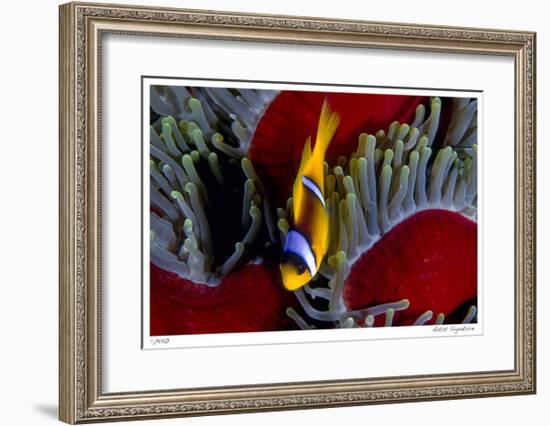 Red Sea Anemonefish-Jones-Shimlock-Framed Giclee Print