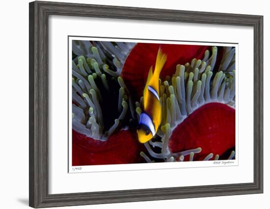 Red Sea Anemonefish-Jones-Shimlock-Framed Giclee Print