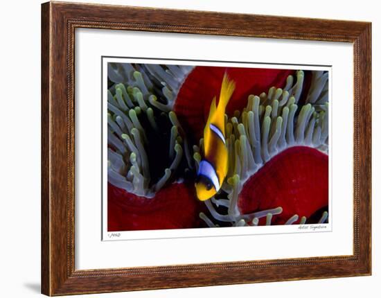 Red Sea Anemonefish-Jones-Shimlock-Framed Giclee Print