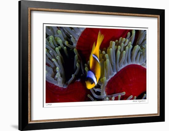 Red Sea Anemonefish-Jones-Shimlock-Framed Giclee Print