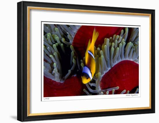 Red Sea Anemonefish-Jones-Shimlock-Framed Giclee Print