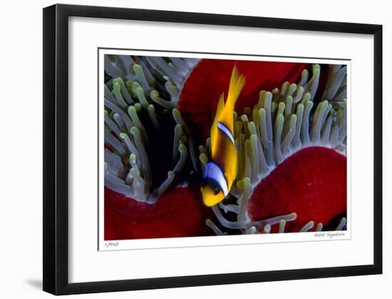 Red Sea Anemonefish-Jones-Shimlock-Framed Giclee Print