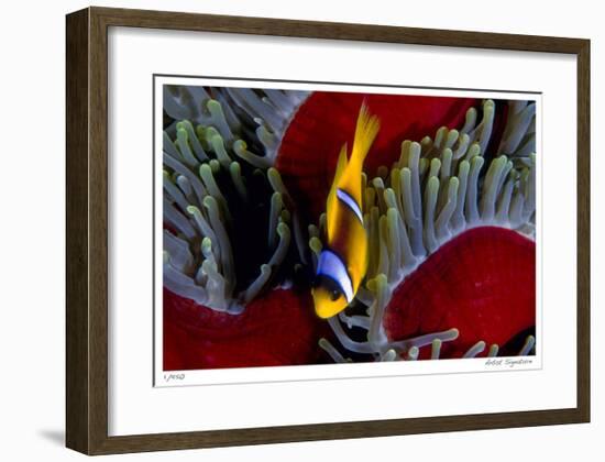 Red Sea Anemonefish-Jones-Shimlock-Framed Giclee Print