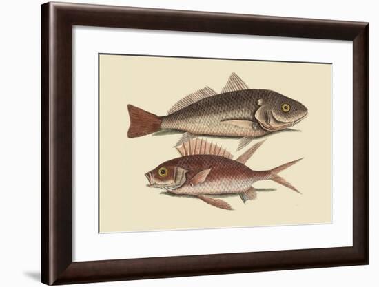 Red Sea Perch-Mark Catesby-Framed Art Print