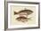 Red Sea Perch-Mark Catesby-Framed Art Print