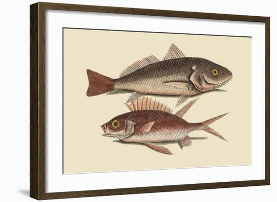 Red Sea Perch-Mark Catesby-Framed Art Print