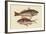 Red Sea Perch-Mark Catesby-Framed Art Print