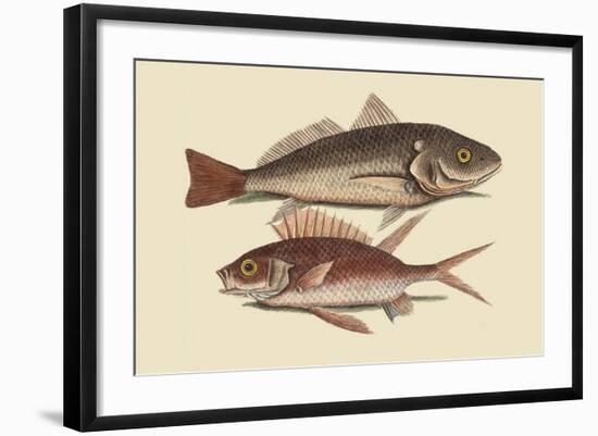 Red Sea Perch-Mark Catesby-Framed Art Print