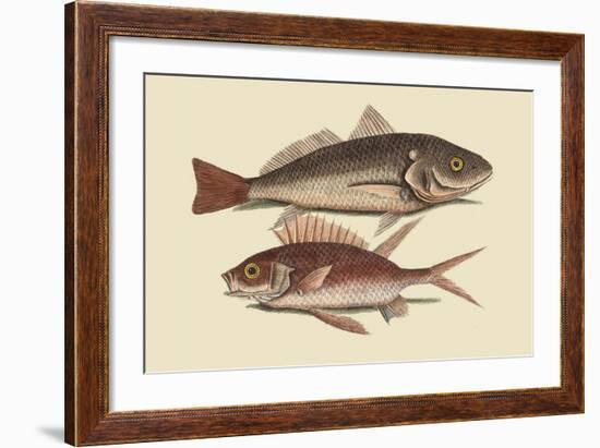 Red Sea Perch-Mark Catesby-Framed Art Print