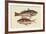 Red Sea Perch-Mark Catesby-Framed Art Print