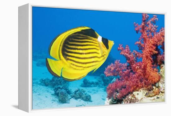 Red Sea Racoon Butterflyfish-Georgette Douwma-Framed Premier Image Canvas