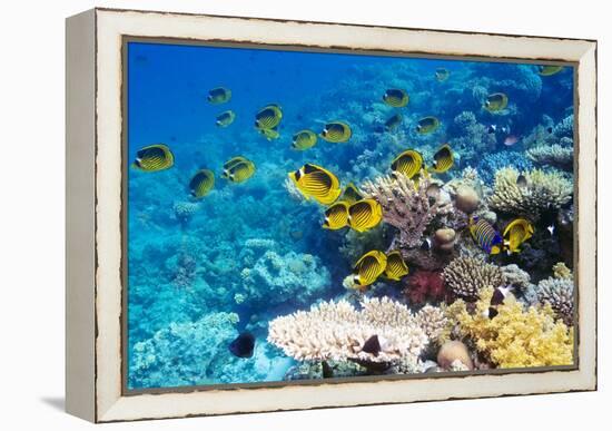 Red Sea Racoon Butterflyfish-Georgette Douwma-Framed Premier Image Canvas