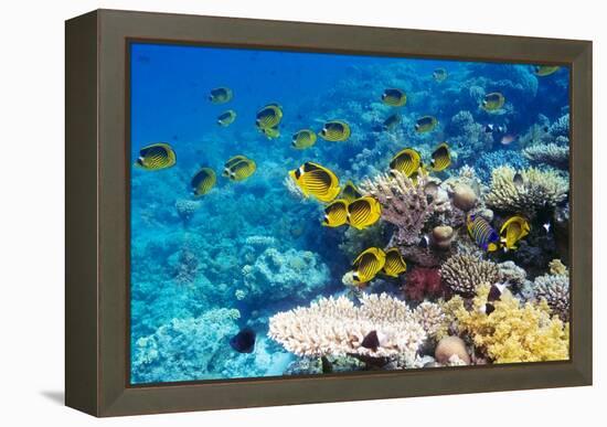 Red Sea Racoon Butterflyfish-Georgette Douwma-Framed Premier Image Canvas