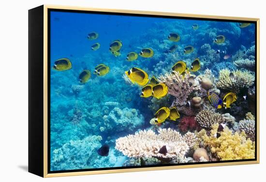 Red Sea Racoon Butterflyfish-Georgette Douwma-Framed Premier Image Canvas