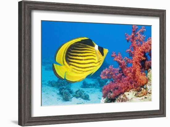 Red Sea Racoon Butterflyfish-Georgette Douwma-Framed Photographic Print