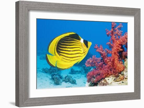 Red Sea Racoon Butterflyfish-Georgette Douwma-Framed Photographic Print