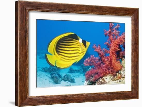 Red Sea Racoon Butterflyfish-Georgette Douwma-Framed Photographic Print