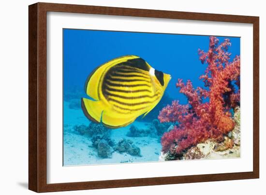 Red Sea Racoon Butterflyfish-Georgette Douwma-Framed Photographic Print