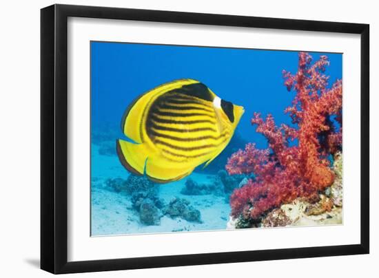 Red Sea Racoon Butterflyfish-Georgette Douwma-Framed Photographic Print